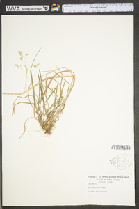 Poa cuspidata image