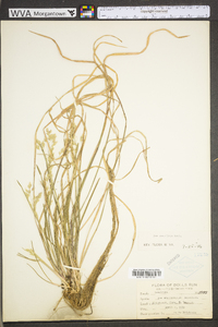 Poa cuspidata image