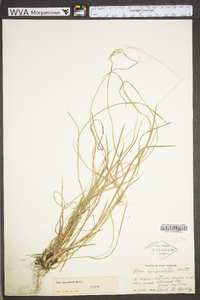 Poa cuspidata image