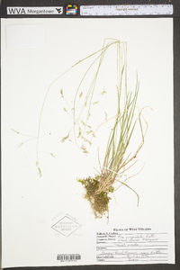 Poa cuspidata image