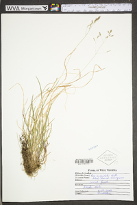 Poa cuspidata image