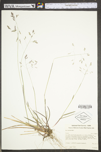 Poa cuspidata image