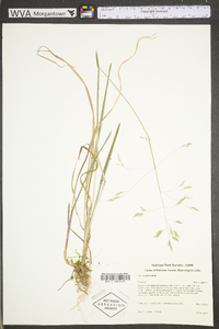 Poa cuspidata image