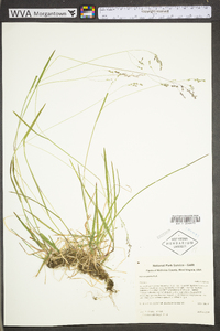 Poa cuspidata image