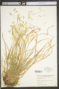 Poa cuspidata image