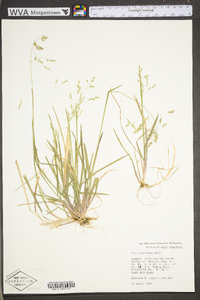 Poa cuspidata image