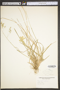 Poa cuspidata image