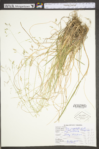 Poa cuspidata image