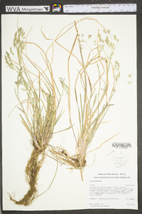 Poa cuspidata image