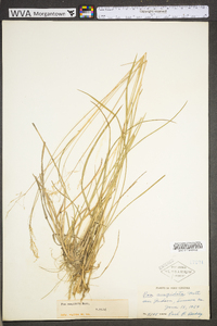 Poa cuspidata image