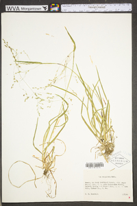 Poa cuspidata image