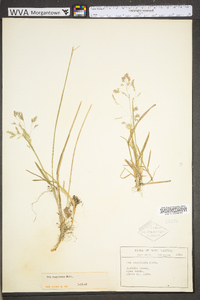 Poa cuspidata image