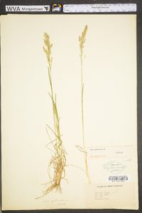 Poa pratensis subsp. pratensis image