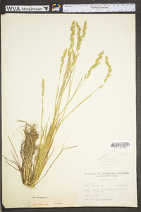 Poa pratensis subsp. pratensis image