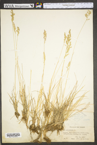 Poa pratensis subsp. pratensis image