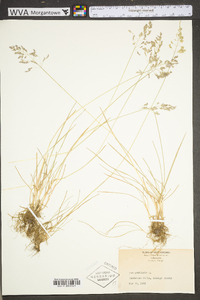 Poa pratensis subsp. pratensis image