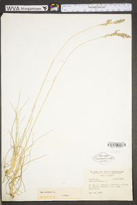 Poa pratensis subsp. pratensis image