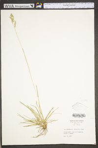 Poa saltuensis image