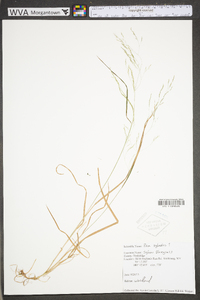 Poa sylvestris image