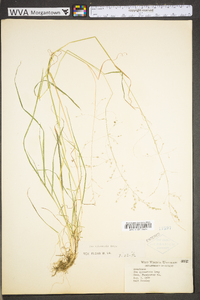 Poa sylvestris image