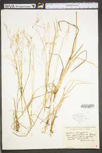 Poa sylvestris image