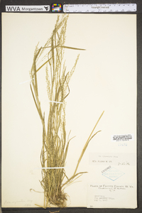 Poa sylvestris image