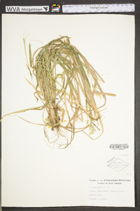 Poa sylvestris image