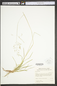 Poa sylvestris image