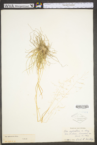 Poa sylvestris image