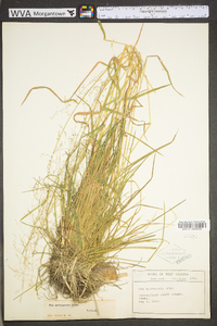 Poa sylvestris image