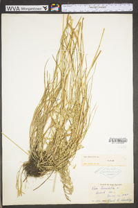 Poa trivialis image