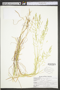 Poa trivialis image