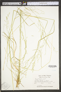 Poa sylvestris image