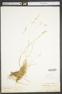 Poa trivialis image