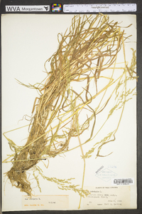 Poa trivialis image