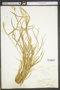 Poa trivialis image