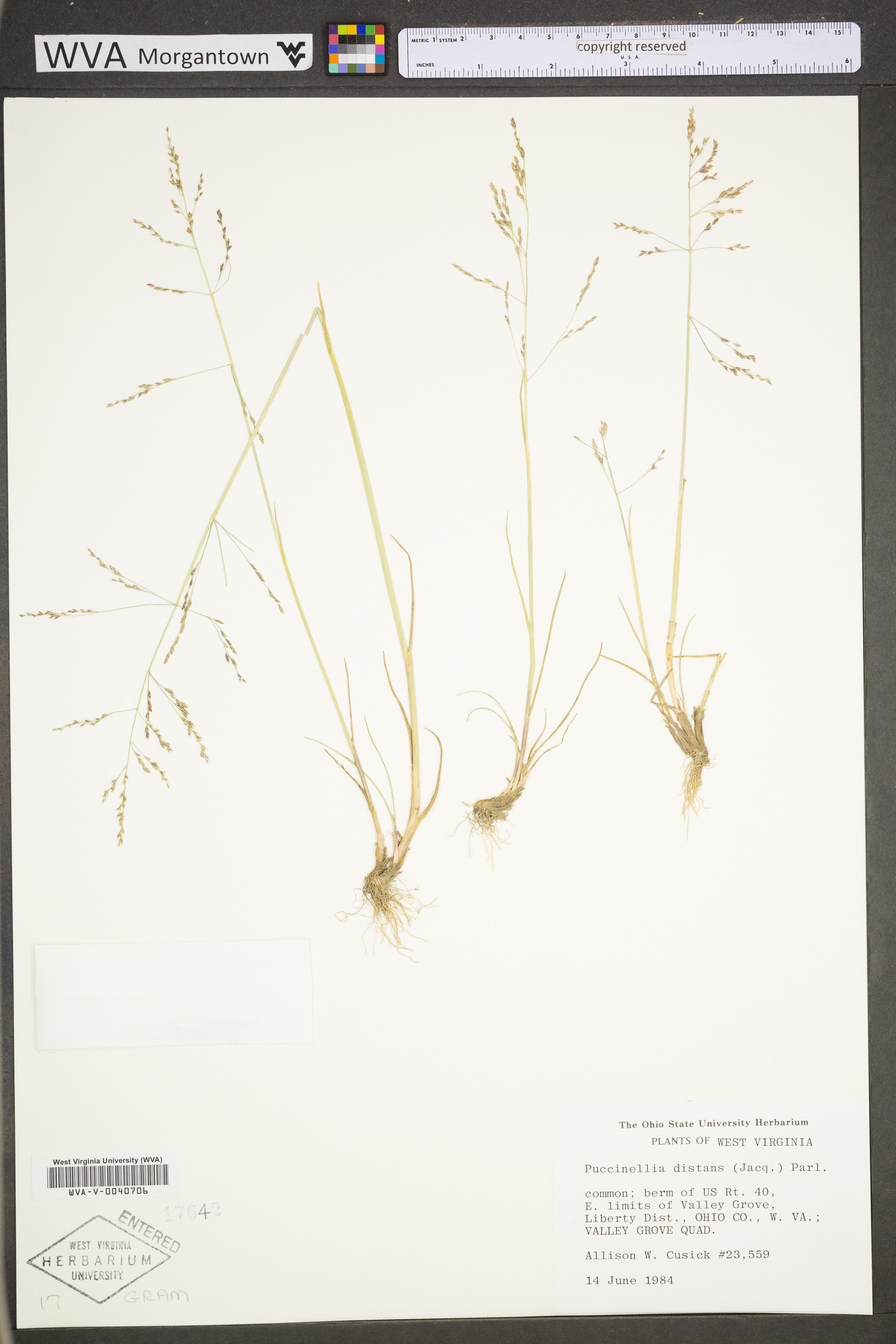 Puccinellia distans subsp. distans image