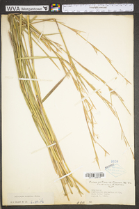 Schizachyrium scoparium var. scoparium image