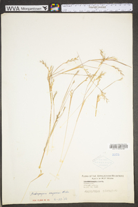 Schizachyrium scoparium var. scoparium image