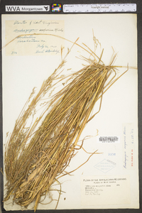 Schizachyrium scoparium var. scoparium image