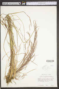 Schizachyrium scoparium var. scoparium image