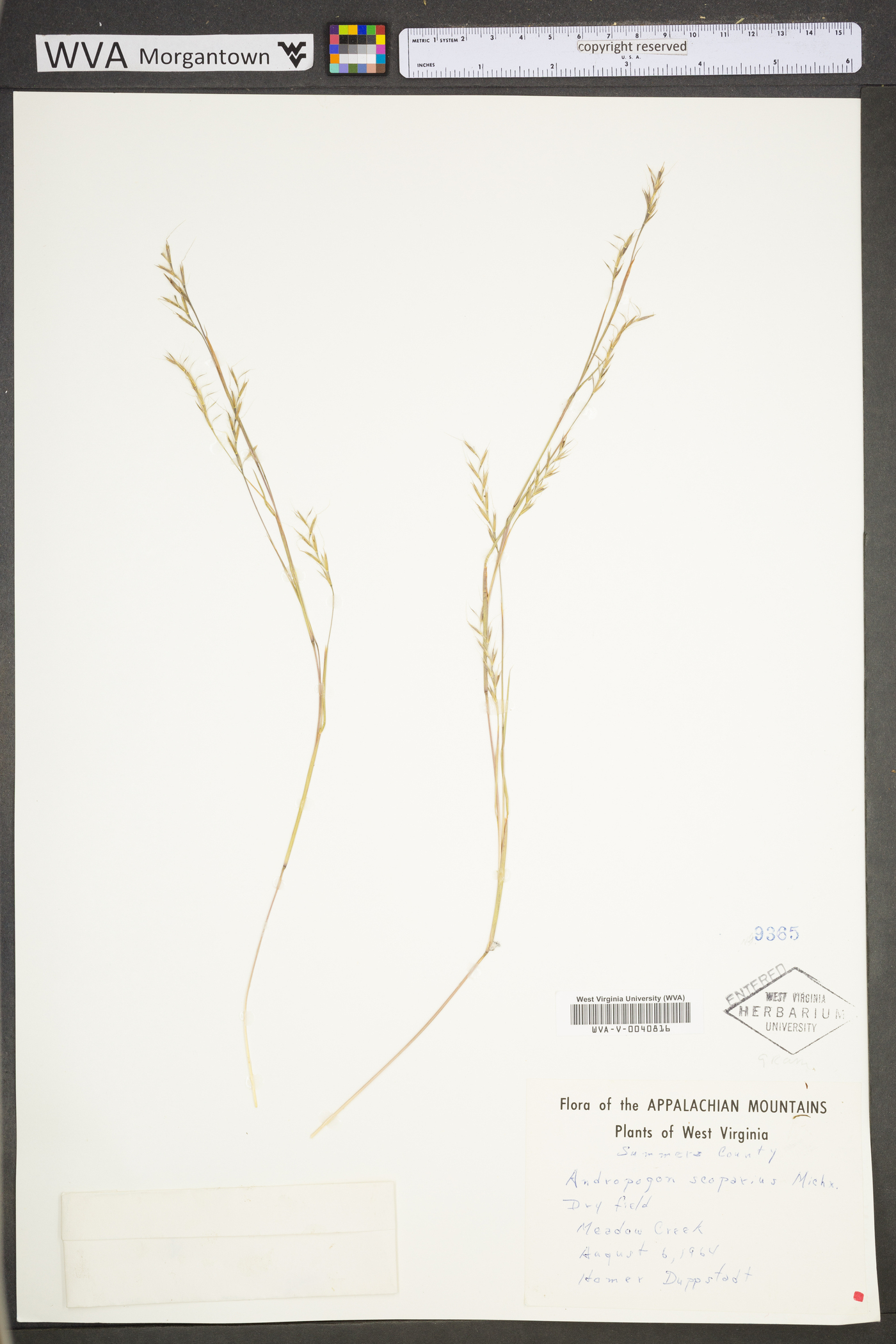 Schizachyrium scoparium var. scoparium image