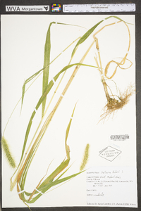 Setaria faberi image