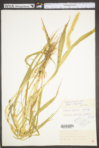 Setaria faberi image