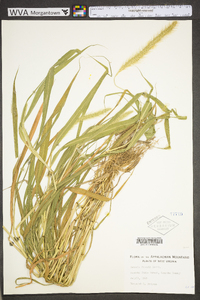 Setaria faberi image