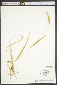 Setaria faberi image