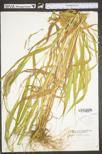 Setaria faberi image