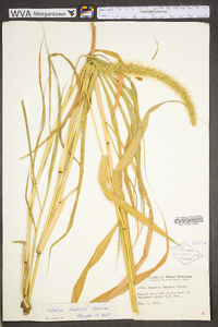 Setaria faberi image