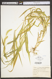 Pennisetum glaucum image