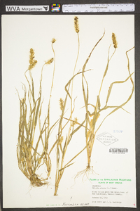 Pennisetum glaucum image